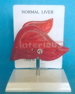 DESK TYPE NORMAL LIVER MODEL WITH DESCRIPTION PLATE